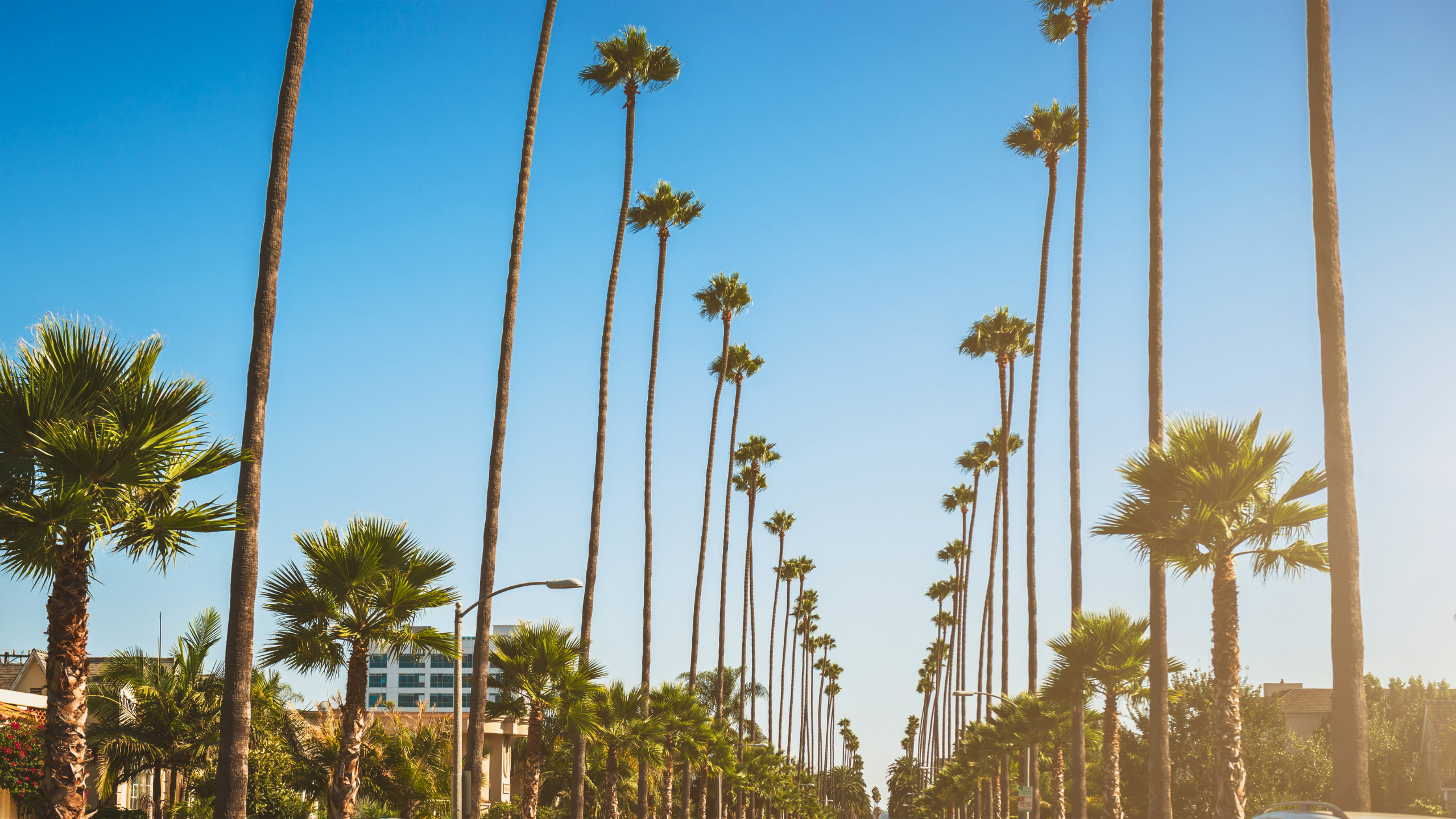 Palm-lined street scene in Carson, California